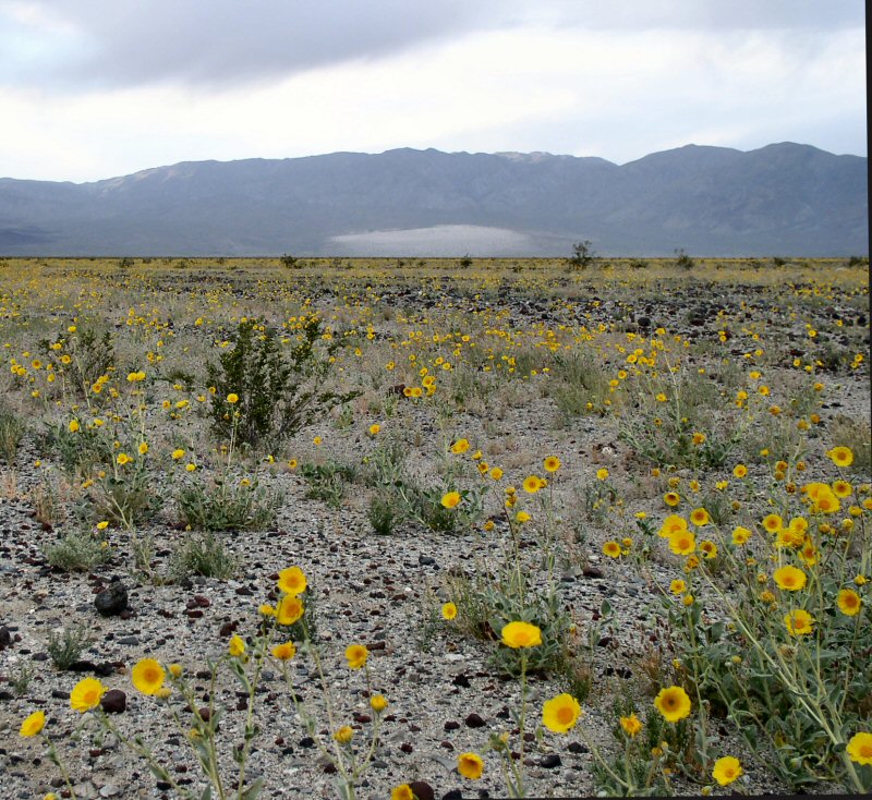 Panamint Wildflowers